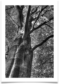 THE TREE - Carol Sparkes THE TREE - Carol Sparkes